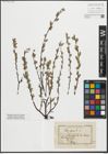 Foto von Salix repens L.